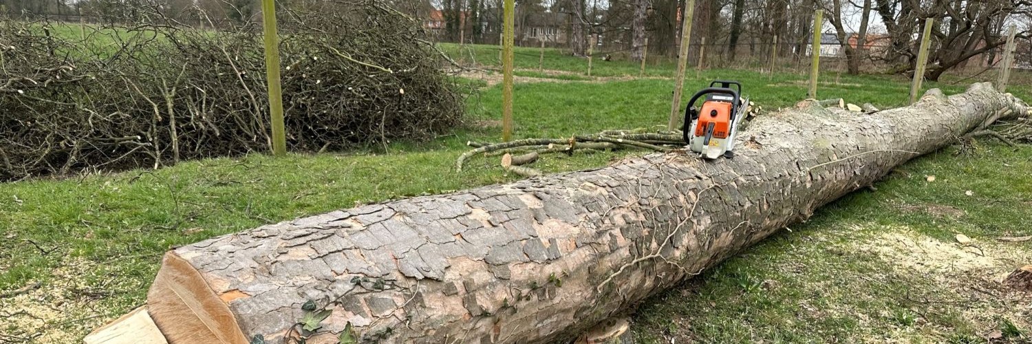 Abattage d’arbres, dessouchage, broyage… - Brabant wallon - Namur 