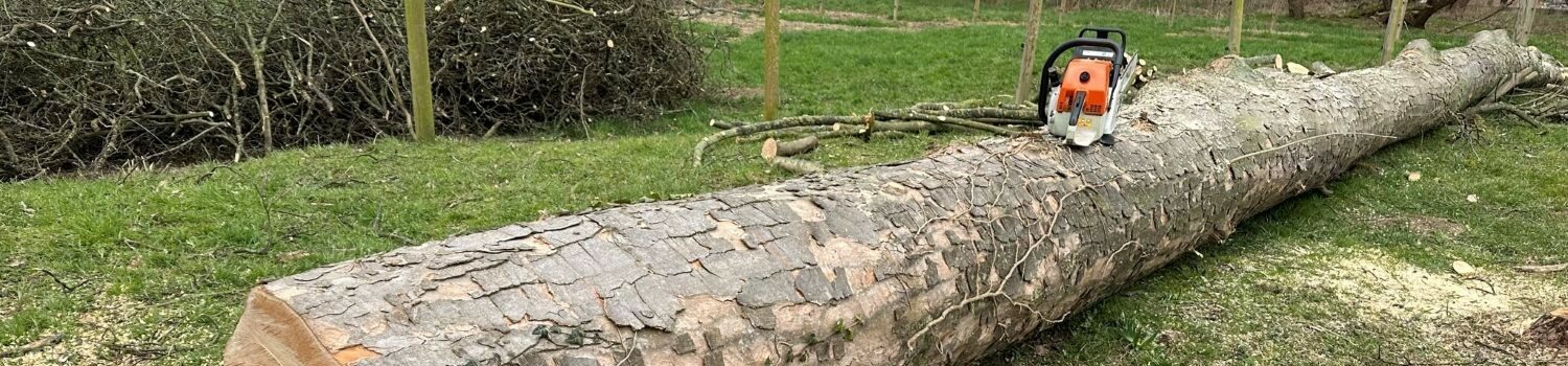 Abattage d’arbres, dessouchage, broyage… - Brabant wallon - Namur