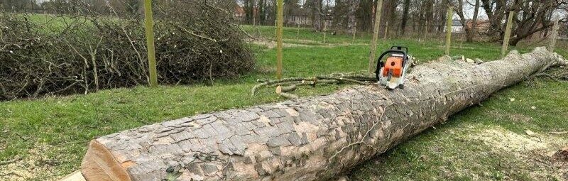 Abattage d’arbres, dessouchage, broyage…